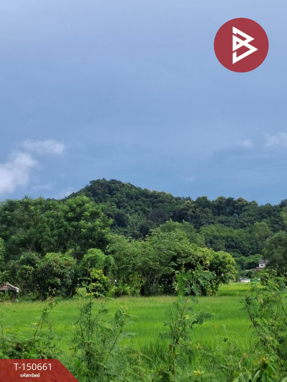 ขายที่ดิน เนื้อที่ 5 ไร่ 3 งาน เทิง เชียงราย – รูปที่ 2