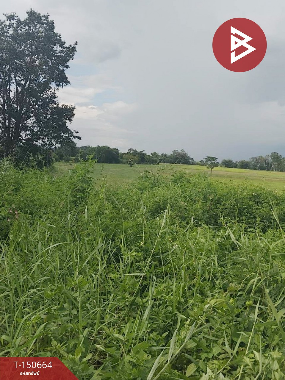 Land for sale, area 2 rai 1 ngan 28 square wah, Thoeng, Chiang Rai. – รูปที่ 4