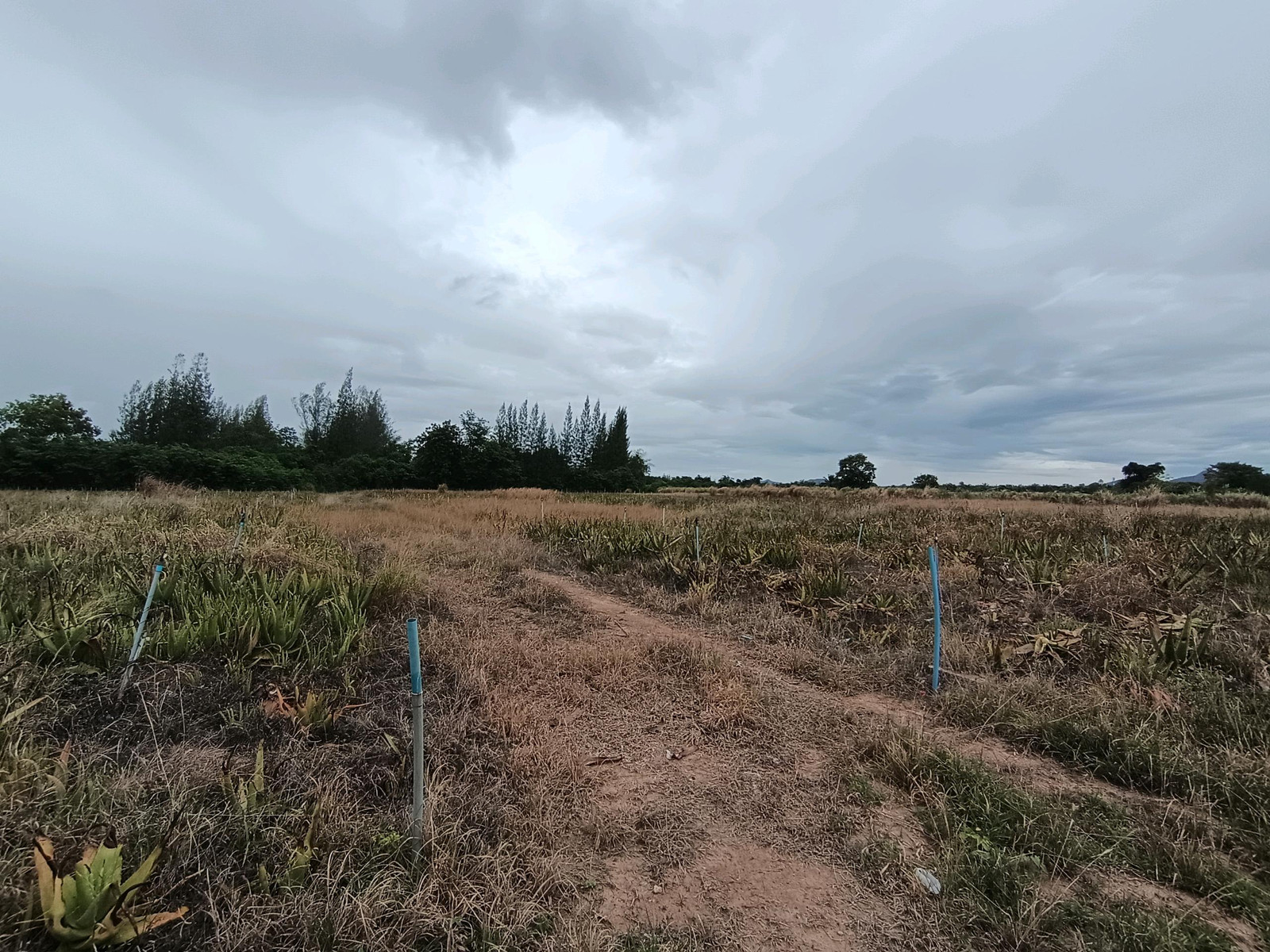 Land for sale, Red Garuda title deed, cheap price – รูปที่ 2