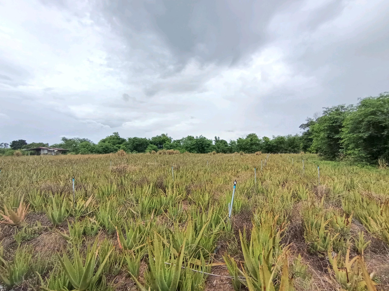 Land for sale, Red Garuda title deed, cheap price – รูปที่ 3