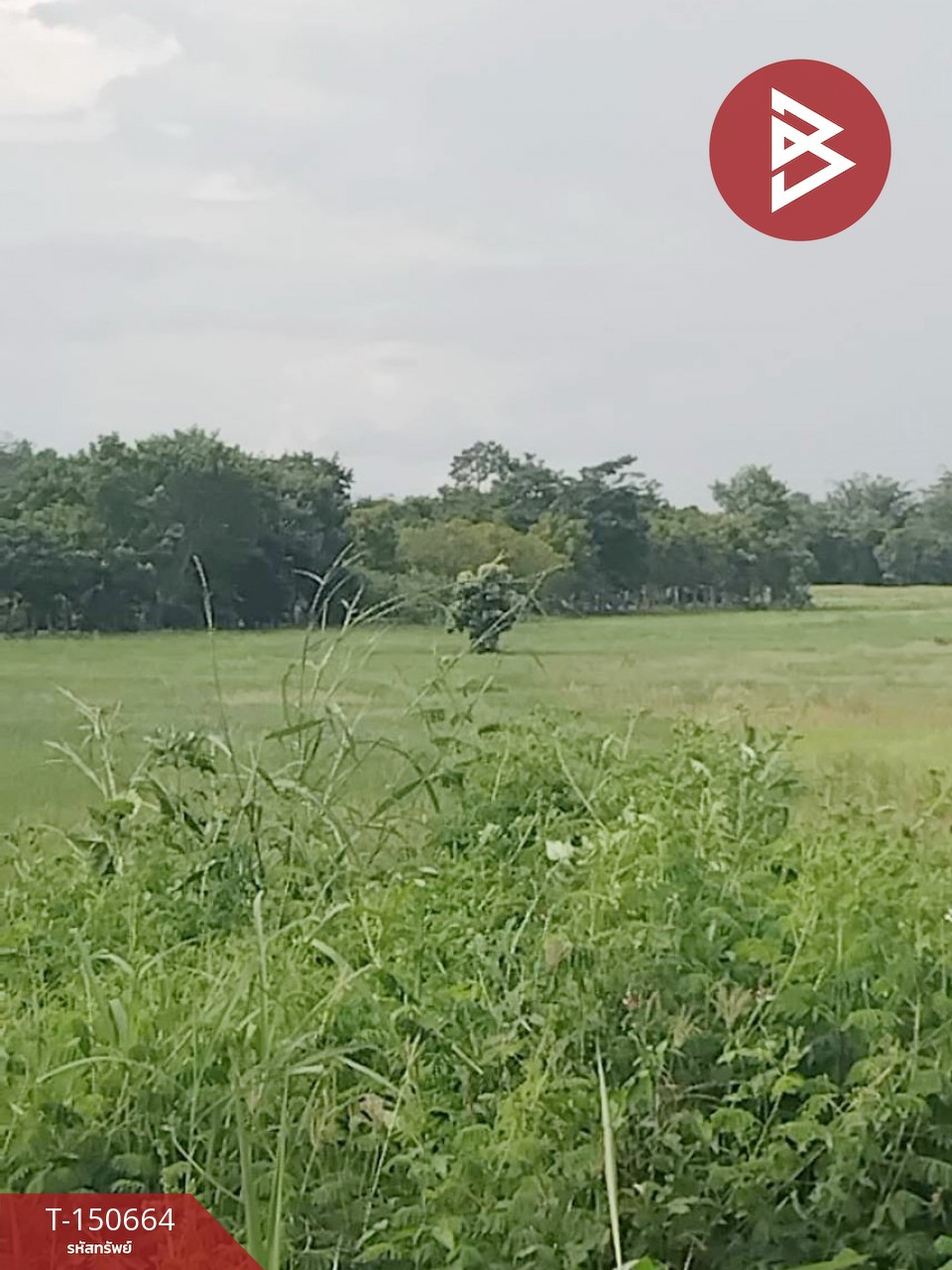 Land for sale, area 2 rai 1 ngan 28 square wah, Thoeng, Chiang Rai. – รูปที่ 2