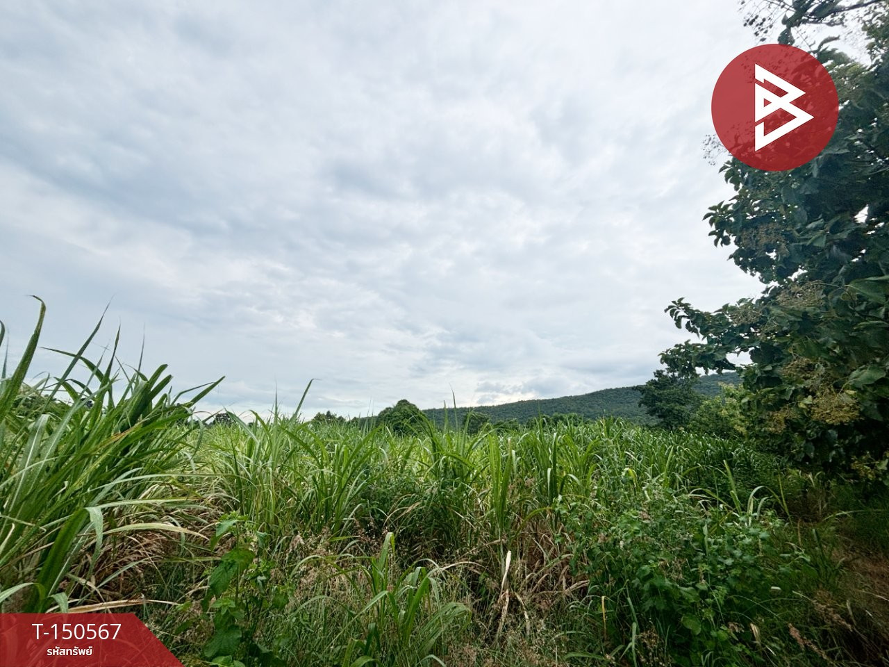 ขายที่ดิน เนื้อที่ 18 ไร่ 1 งาน 24 ตร.วา ต.ป่ามะนาว อ.บ้านฝาง จ.ขอนแก่น – รูปที่ 2