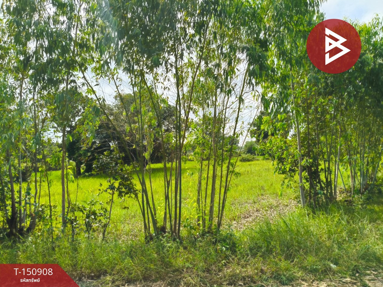 ขายที่ดิน เนื้อที่ 3 ไร่ 2 งาน ธวัชบุรี ร้อยเอ็ด – รูปที่ 4