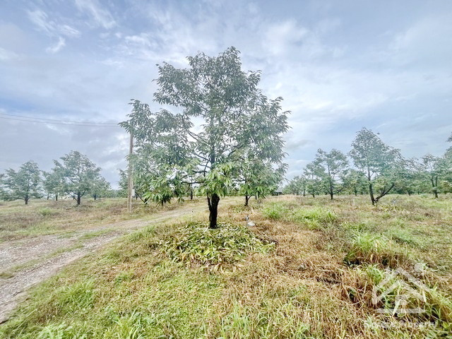 Durian orchard for sale, Chamang Subdistrict, Makham District, investment opportunity in durian orchard, Chanthaburi, area over 20 rai. – รูปที่ 2