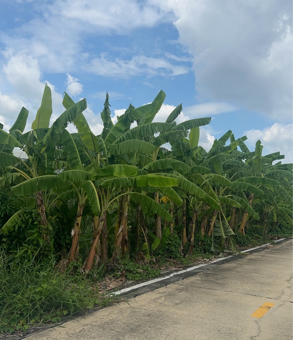 Land for sale, Khlong Luang, Khlong Nueng, 1 rai, Pathum Thani, good location, near Thai Market-Iyara Market.