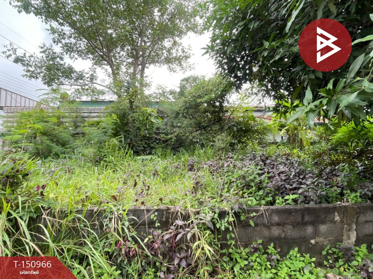 ขายที่ดิน เนื้อที่ 88.2 ตร.วา บุ่ง อำนาจเจริญ – รูปที่ 4