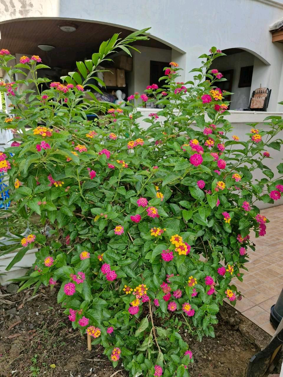 House for rent Kanchana Bang Khae for rent 43,000 baht near The Mall Bang Khae Department Store. – รูปที่ 3