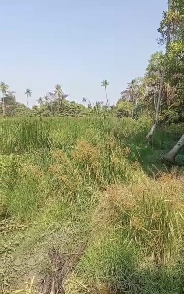 ขาย ที่ดิน เพชรเกษม พุทธมณฑลสาย 7 ติดริมแม่น้ำ เหมาะสร้างหมู่บ้าน 39 ไร่ – รูปที่ 4