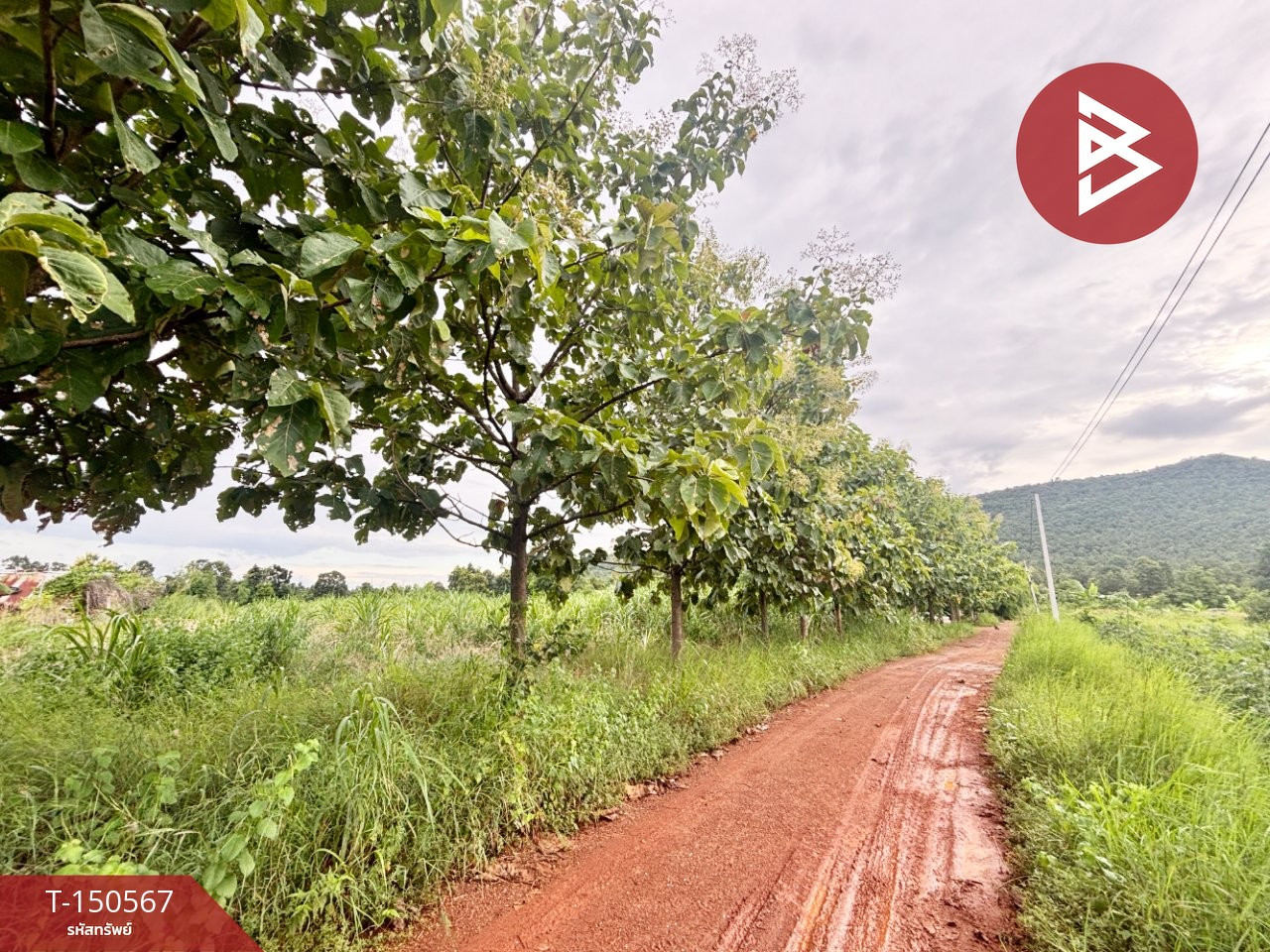 ขายที่ดิน เนื้อที่ 18 ไร่ 1 งาน 24 ตร.วา ต.ป่ามะนาว อ.บ้านฝาง จ.ขอนแก่น – รูปที่ 4