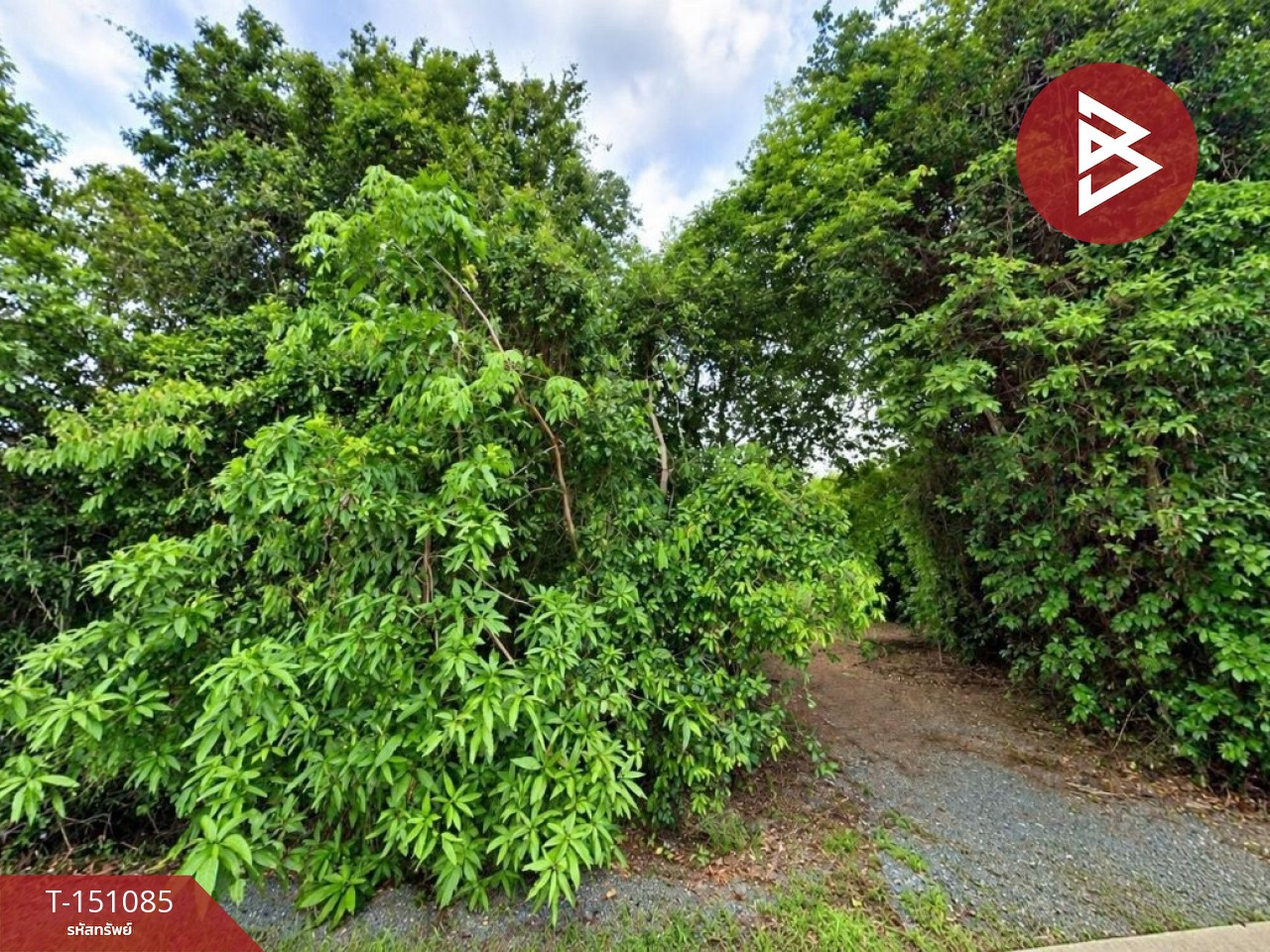 Land for sale, area 14 rai 2 ngan, Makham, Chanthaburi. Land for sale, area 14 rai 2 ngan, Makham, Chanthaburi.