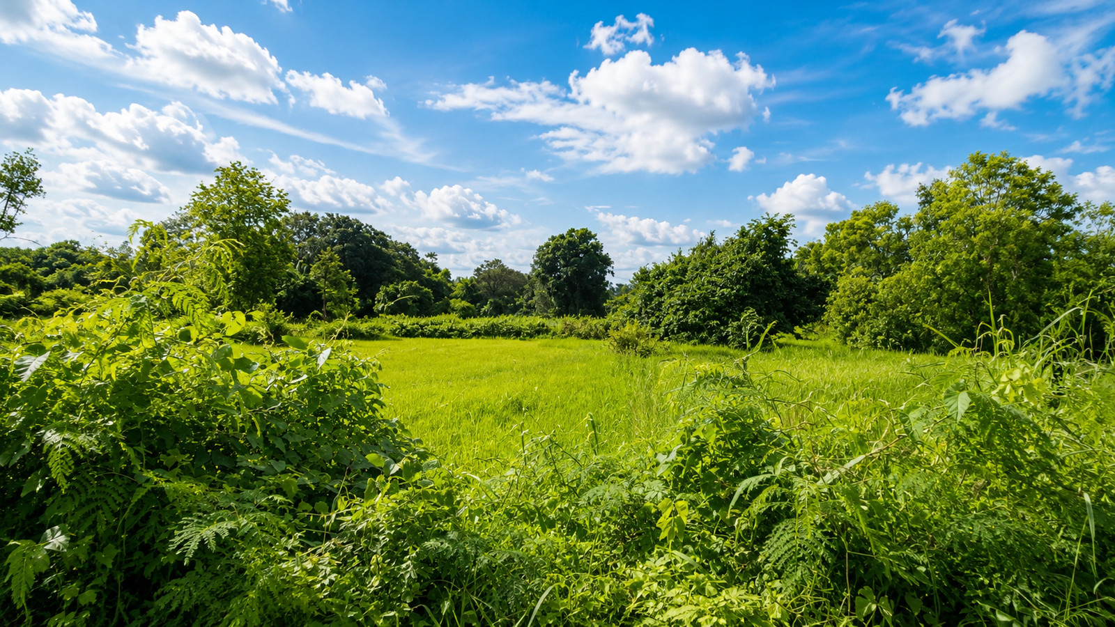 Land for Sale in Muang Subdistrict, Ban Muang, Sakon Nakhon | 18,076.40 sqm – รูปที่ 4