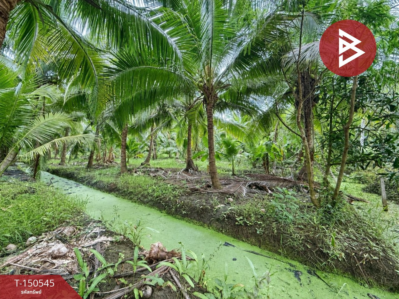 ขายที่ดิน เนื้อที่ 2 งาน 40 ตร.วา อัมพวา สมุทรสงคราม – รูปที่ 4