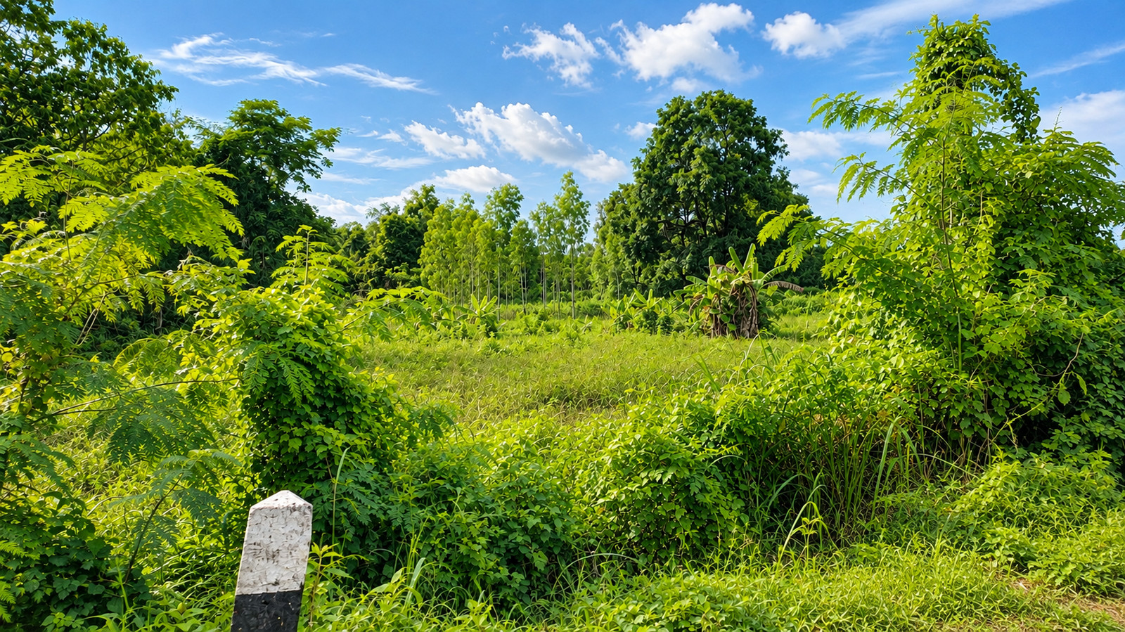 Land for Sale in Muang Subdistrict, Ban Muang, Sakon Nakhon | 18,076.40 sqm – รูปที่ 2