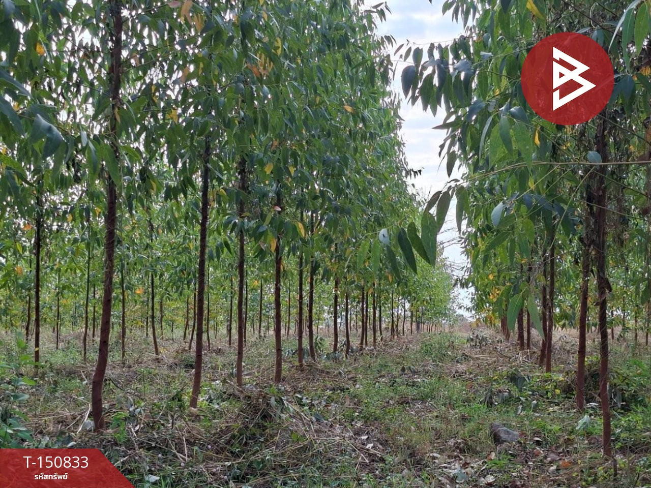 For sale, 4 beautiful plots of land, total area 107 rai 60 square wah, Wang Hin, Mueang Tak, good location. For sale, 4 beautiful plots of land, total area 107 rai 60 square wah, Wang Hin, Mueang Tak, good location.