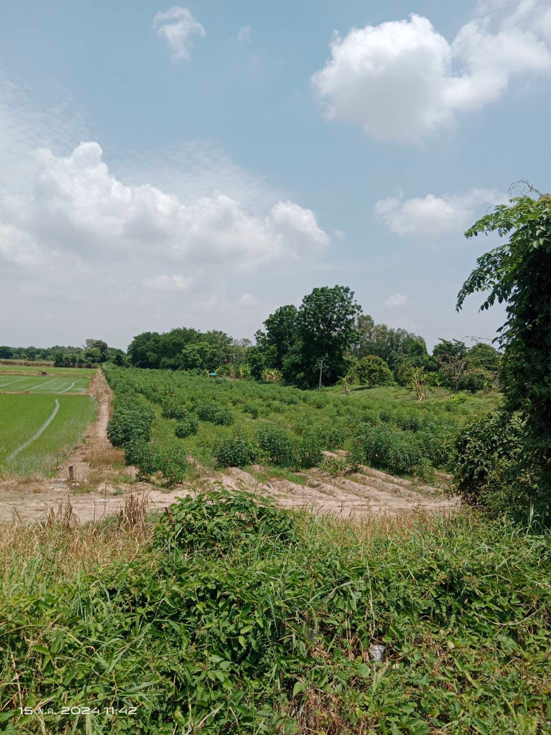 Empty land for sale – รูปที่ 2