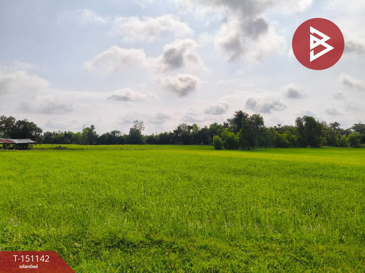 ขายที่ดิน เนื้อที่ 4 ไร่ 3 งาน 60 ตร.วา ธวัชบุรี ร้อยเอ็ด – รูปที่ 2