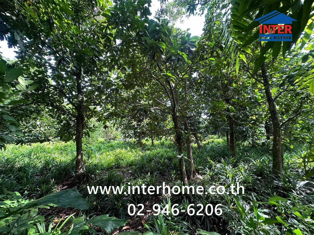 ที่ดินเปล่า + สวนใบเตย 817.1 ตร.ว. ชุมชนหมู่4 ชาวบางแวก ถนนราชพฤกษ์ ถนนบางแวก เขตภาษีเจริญ กรุงเทพมหานคร  – รูปที่ 2