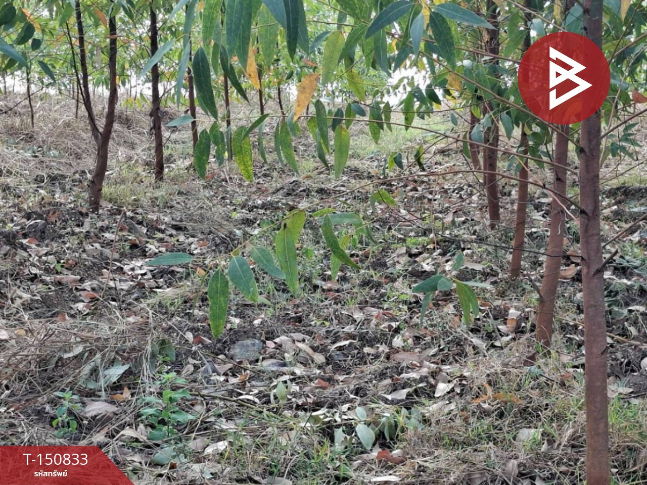 For sale, 4 beautiful plots of land, total area 107 rai 60 square wah, Wang Hin, Mueang Tak, good location. – รูปที่ 4