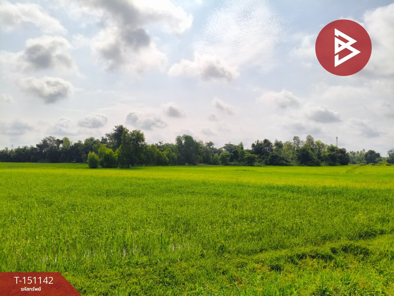 ขายที่ดิน เนื้อที่ 4 ไร่ 3 งาน 60 ตร.วา ธวัชบุรี ร้อยเอ็ด ขายที่ดิน เนื้อที่ 4 ไร่ 3 งาน 60 ตร.วา ธวัชบุรี ร้อยเอ็ด