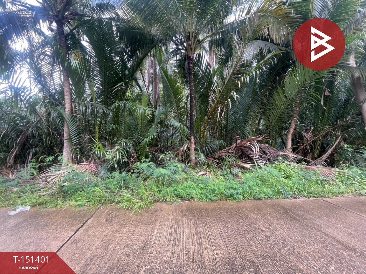 ขายที่ดิน เนื้อที่ 4 ไร่ 50 ตร.วา บ้านปรก สมุทรสงคราม – รูปที่ 4