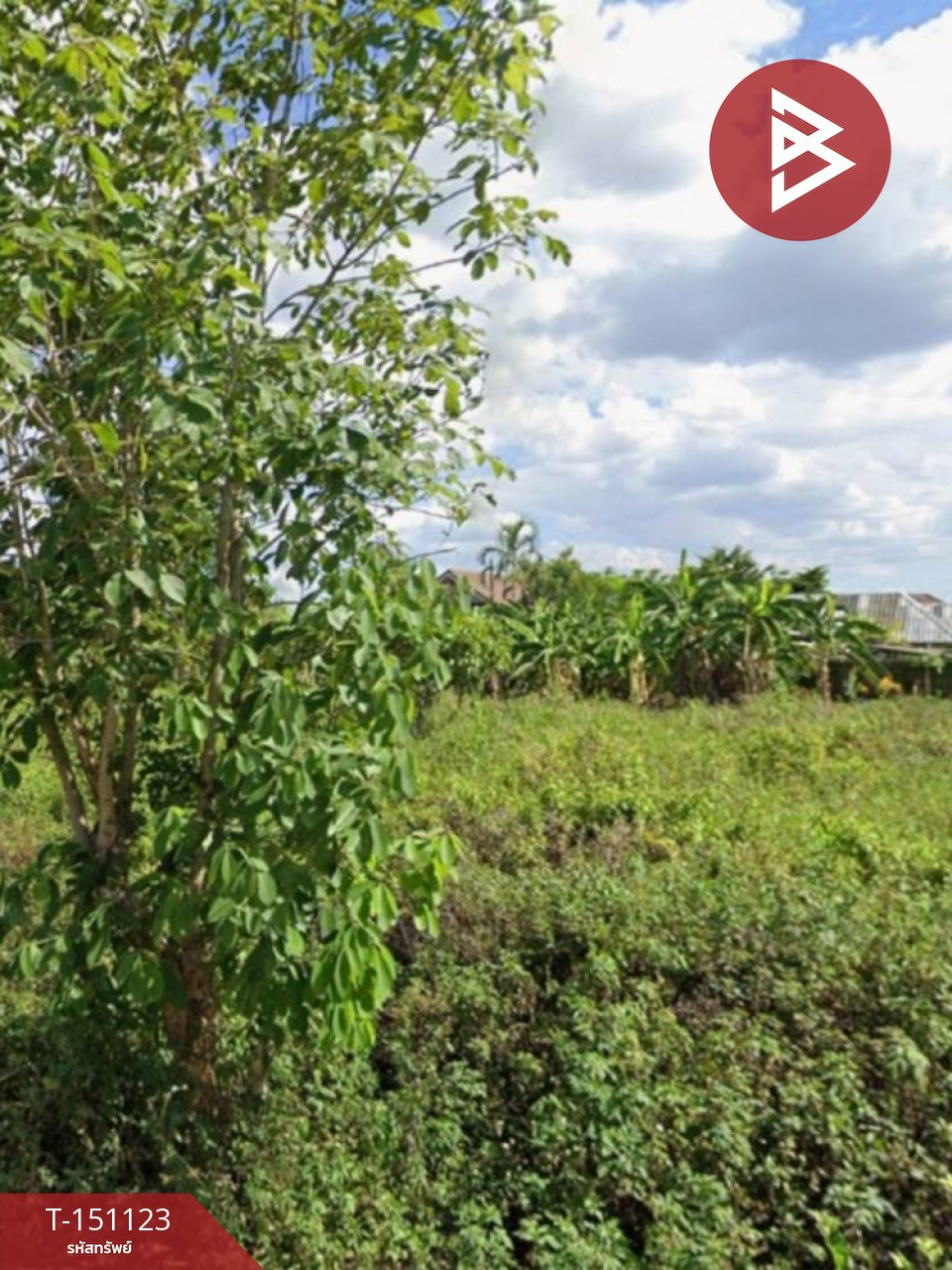 ขายที่ดิน เนื้อที่ 100 ตร.วา บ้านดู่ เชียงราย – รูปที่ 3