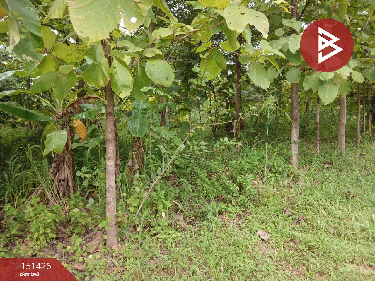 2 plots of land for sale, total area 6 rai 64 square wah, Na Kae, Nakhon Phanom, near community areas. – รูปที่ 4