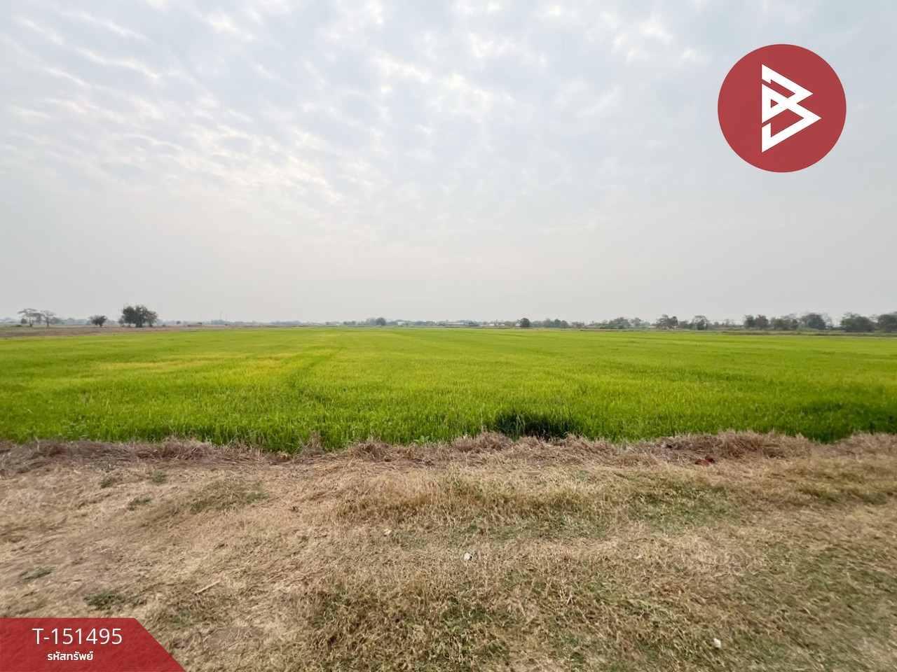 Land for sale, area 13 rai 21 sq m, Sak Lek, Phichit.