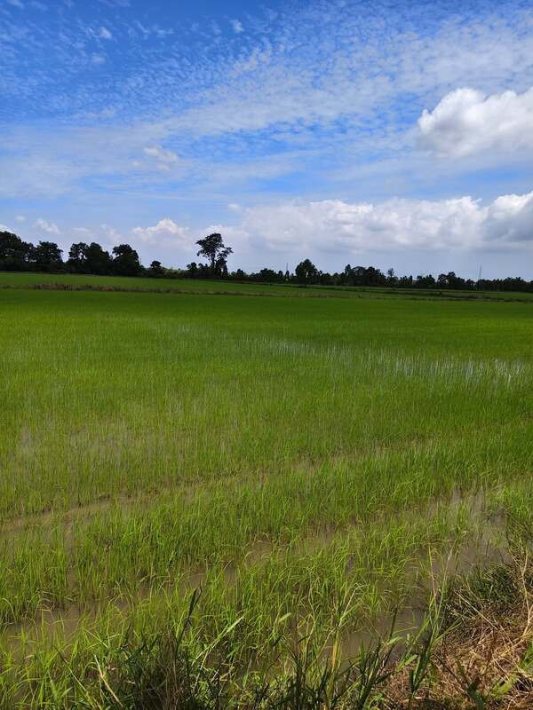  ขายที่ดินแปลงสวย (ที่นา) ทำเลศักยภาพ ต. เกาะขนุน อำเภอพนมสารคาม จังหวัดฉะเชิงเทรา   – รูปที่ 3