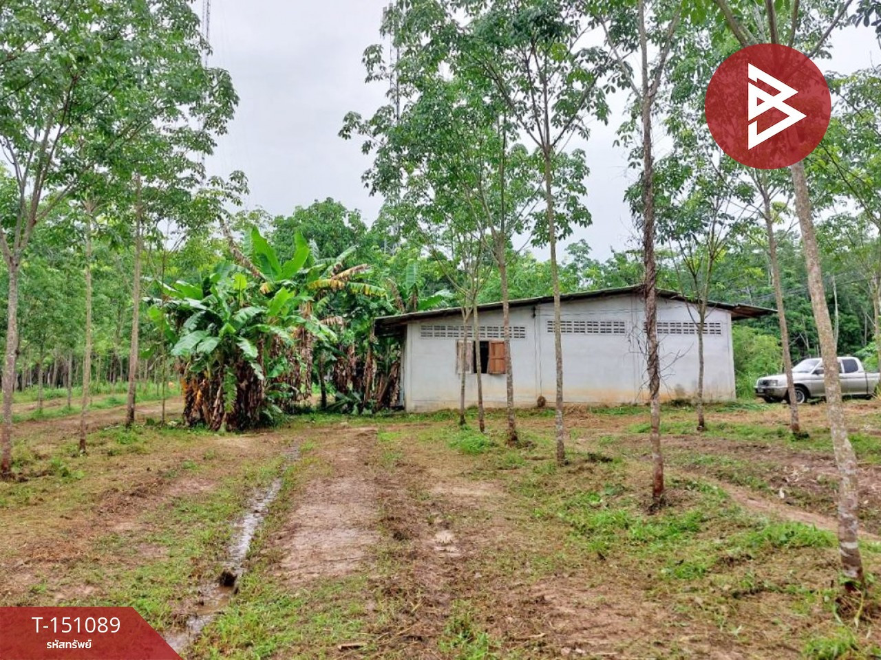 Land for sale, area 10 rai 3 ngan 8 sq m, Thung Song, Nakhon Si Thammarat. Land for sale, area 10 rai 3 ngan 8 sq m, Thung Song, Nakhon Si Thammarat.