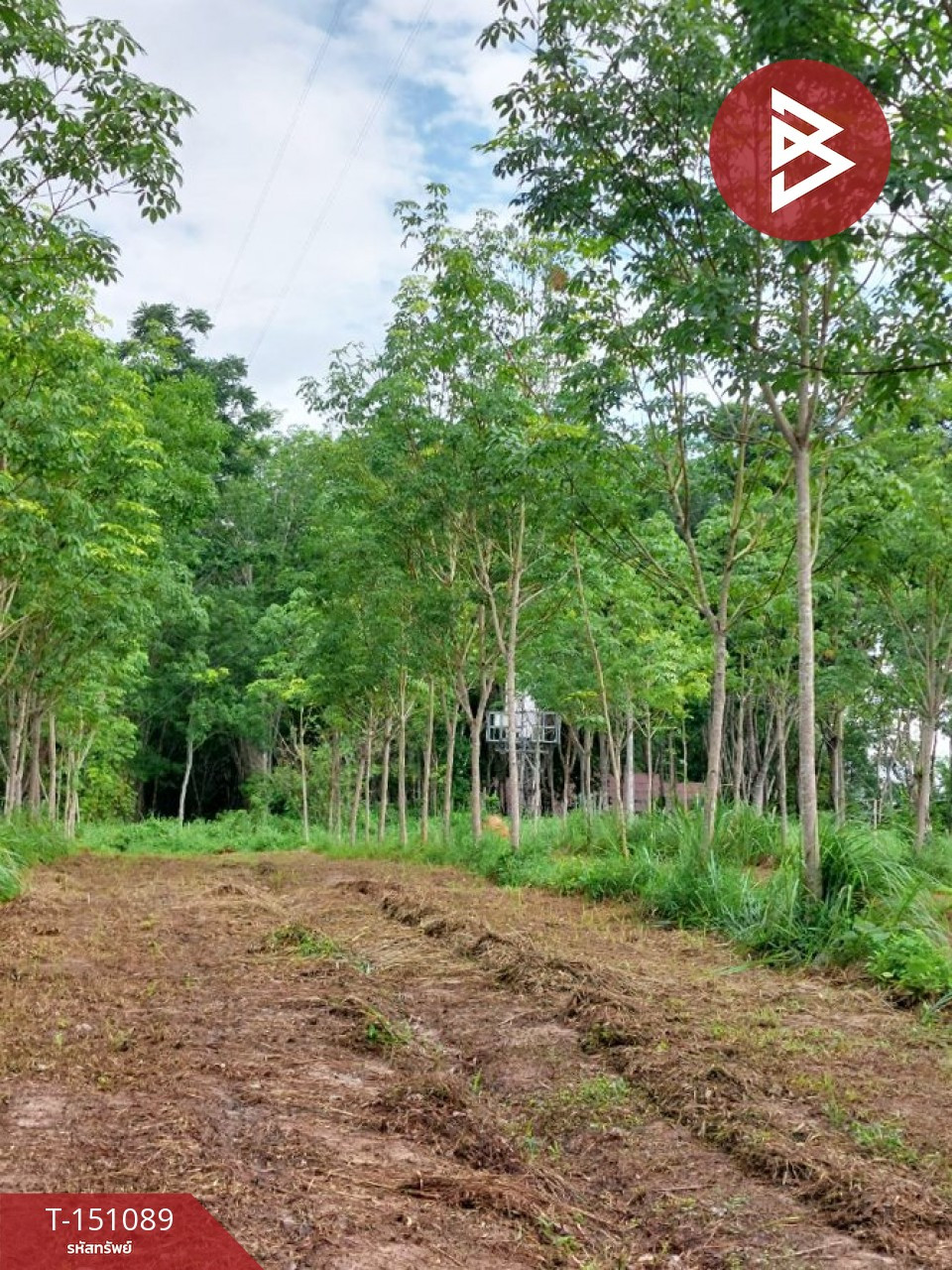 ขายที่ดิน เนื้อที่ 10 ไร่ 3 งาน 8 ตร.วา ทุ่งสง นครศรีธรรมราช – รูปที่ 3