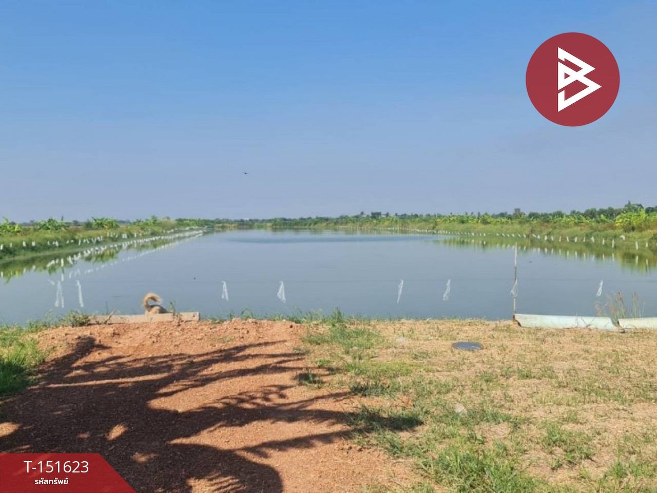 Fish pond land for sale, area 40 rai 1 ngan 37 sq m, Ban Sang, Prachinburi.