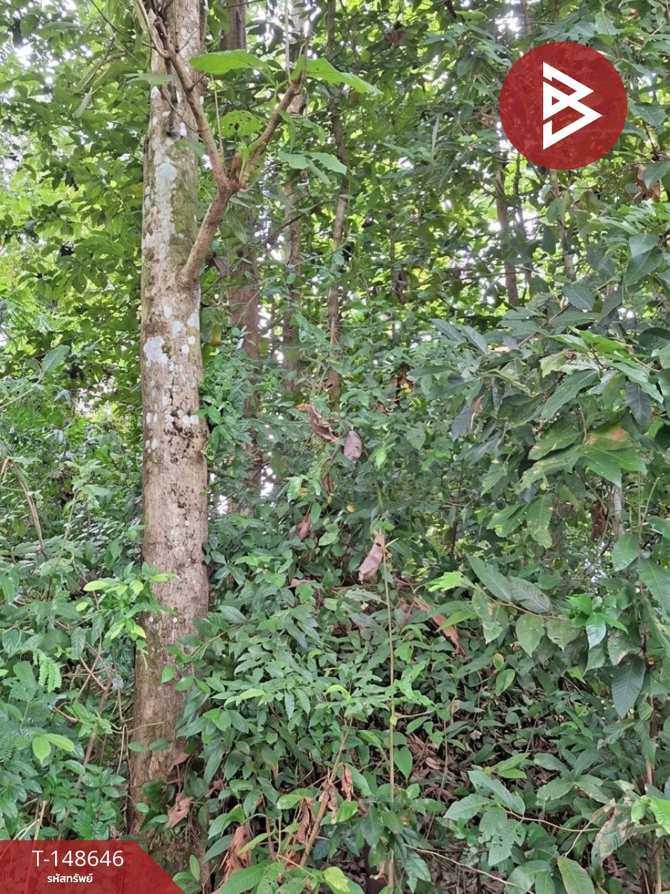 ขายที่ดิน เนื้อที่ 3 งาน 60.5 ตร.วา ปากพลี นครนายก  – รูปที่ 4
