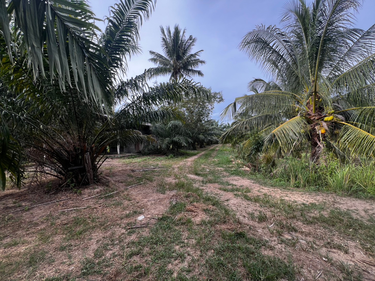 Land for sale, 8 rai, Sichon Subdistrict, Sichon District, Nakhon Si Thammarat Province 🌴 next to Pak Nam Sichon Canal. Land for sale, 8 rai, Sichon Subdistrict, Sichon District, Nakhon Si Thammarat Province 🌴 next to Pak Nam Sichon Canal.