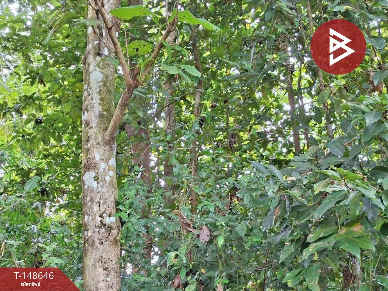 ขายที่ดิน เนื้อที่ 3 งาน 60.5 ตร.วา ปากพลี นครนายก  – รูปที่ 2