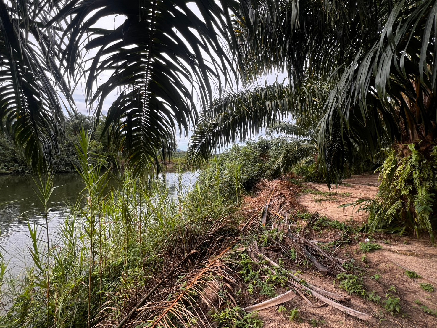 Land for sale, 8 rai, Sichon Subdistrict, Sichon District, Nakhon Si Thammarat Province 🌴 next to Pak Nam Sichon Canal. – รูปที่ 3