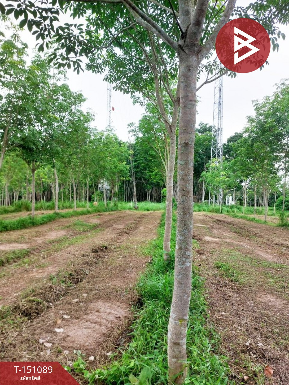 ขายที่ดิน เนื้อที่ 10 ไร่ 3 งาน 8 ตร.วา ทุ่งสง นครศรีธรรมราช – รูปที่ 4