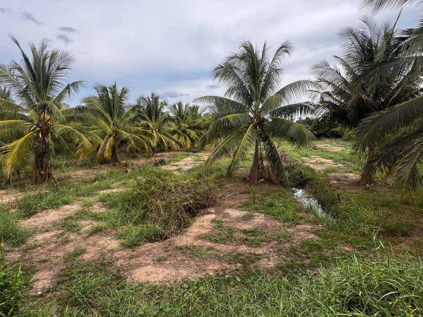Land for sale, 8 rai, Sichon Subdistrict, Sichon District, Nakhon Si Thammarat Province 🌴 next to Pak Nam Sichon Canal. – รูปที่ 2