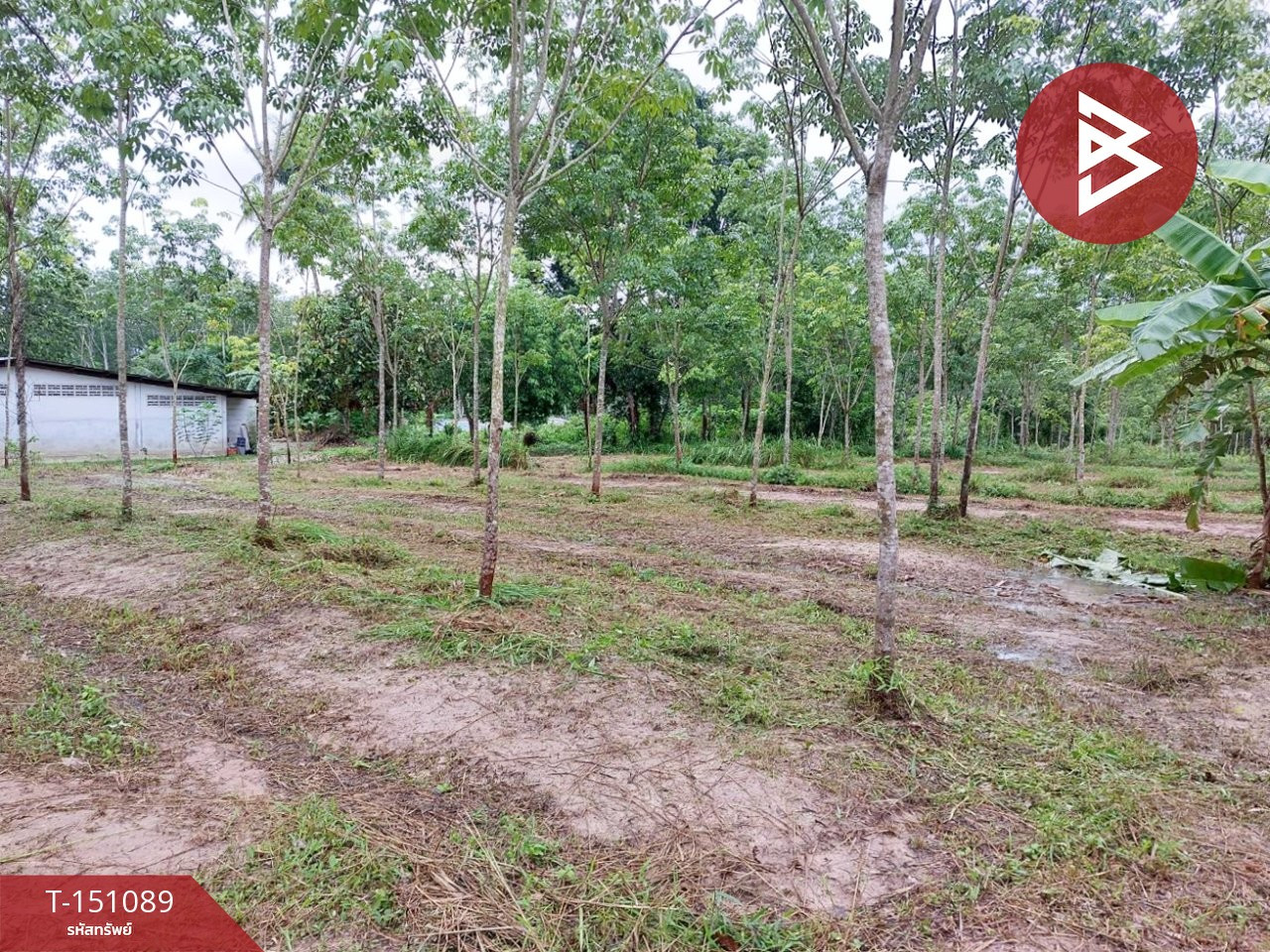 ขายที่ดิน เนื้อที่ 10 ไร่ 3 งาน 8 ตร.วา ทุ่งสง นครศรีธรรมราช – รูปที่ 2