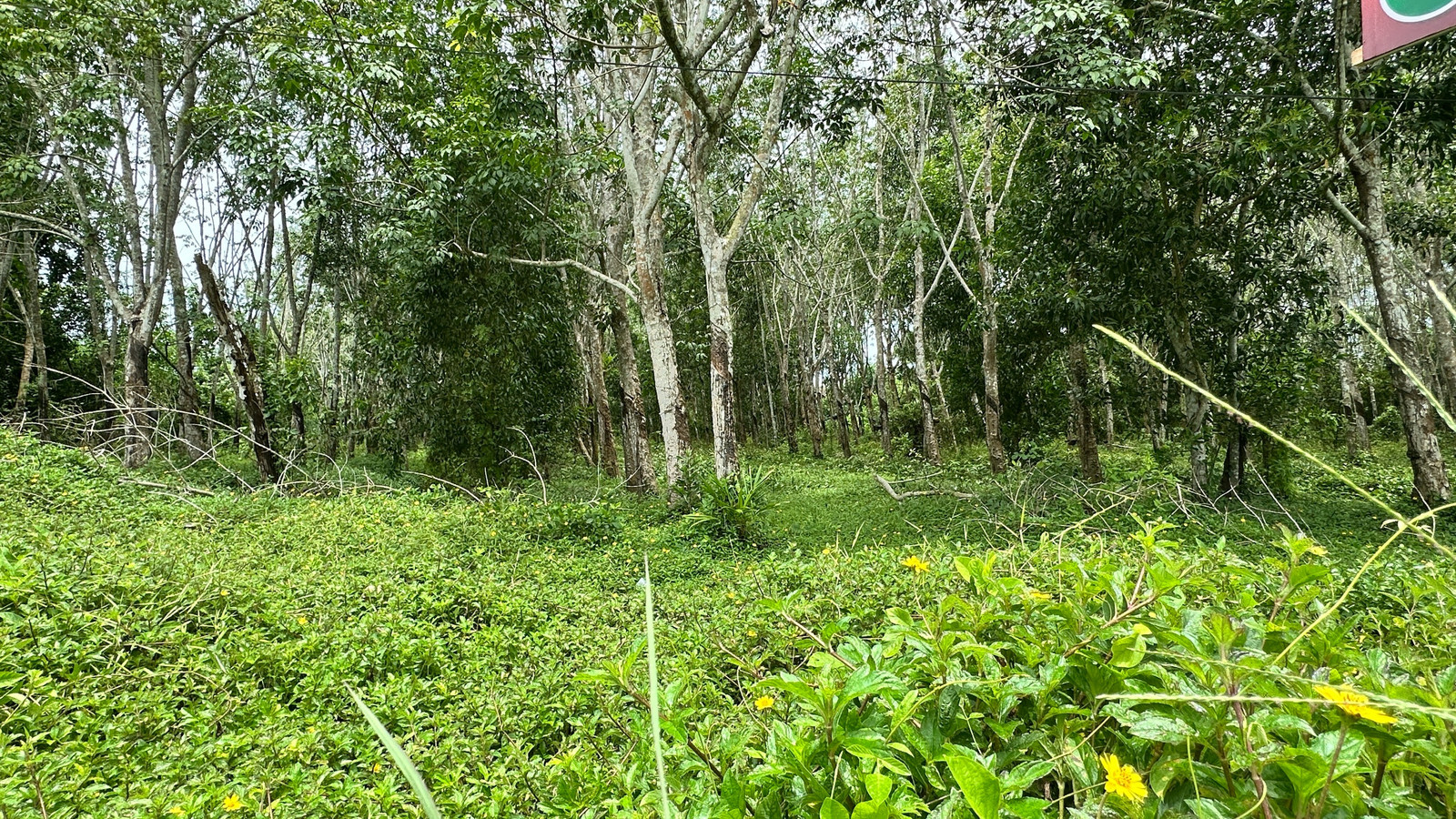 Land for sale in a rubber plantation, next to the road on 2 sides, near the community, near Thai Watsadu, good price, ready to accept all offers. – รูปที่ 3
