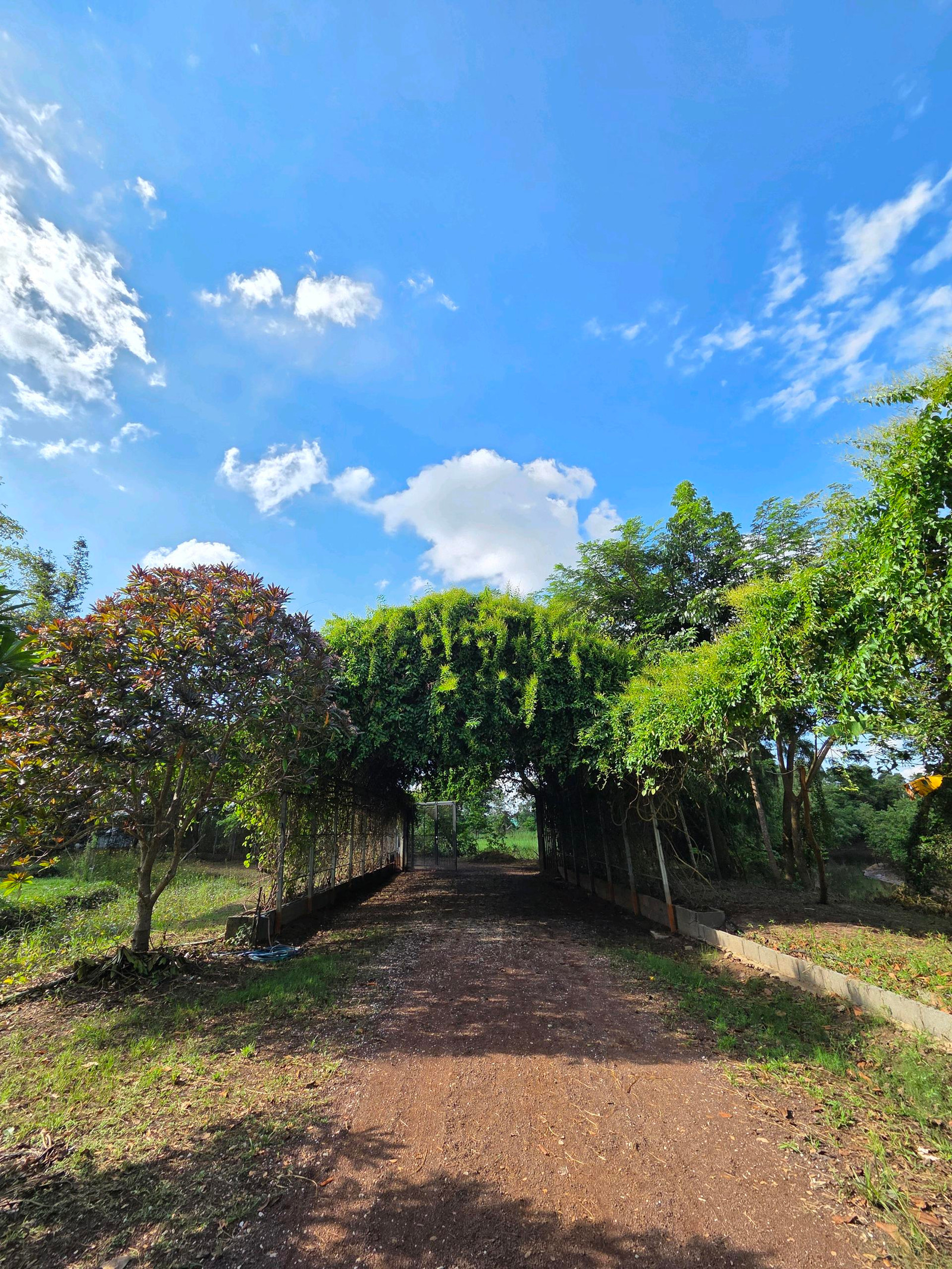 Land for sale, 14 rai, Sam Phrao Land for sale, 14 rai, Sam Phrao