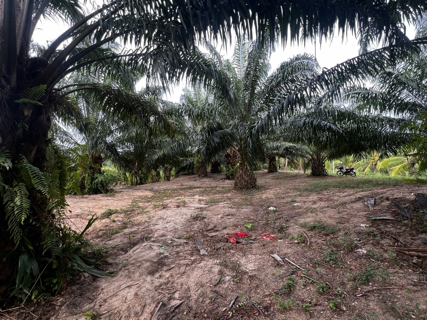 Land for sale, 8 rai, Sichon Subdistrict, Sichon District, Nakhon Si Thammarat Province 🌴 next to Pak Nam Sichon Canal. – รูปที่ 4