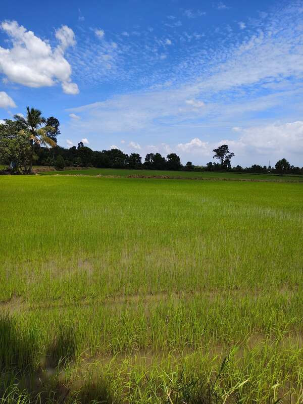  ขายที่ดินแปลงสวย (ที่นา) ทำเลศักยภาพ ต. เกาะขนุน อำเภอพนมสารคาม จังหวัดฉะเชิงเทรา   – รูปที่ 2