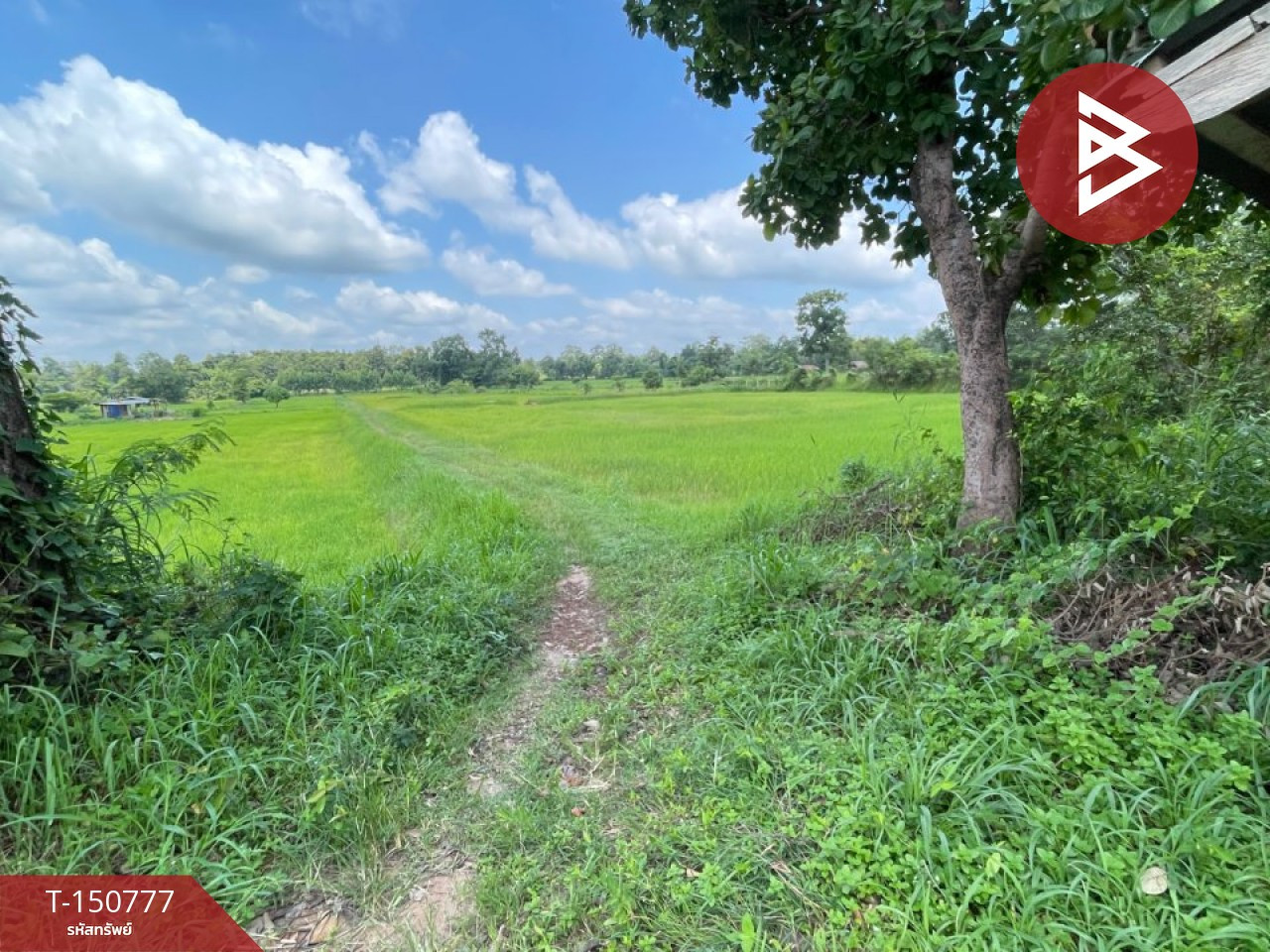 Land for sale, area 5 rai, Mr. M Amnat Charoen – รูปที่ 2