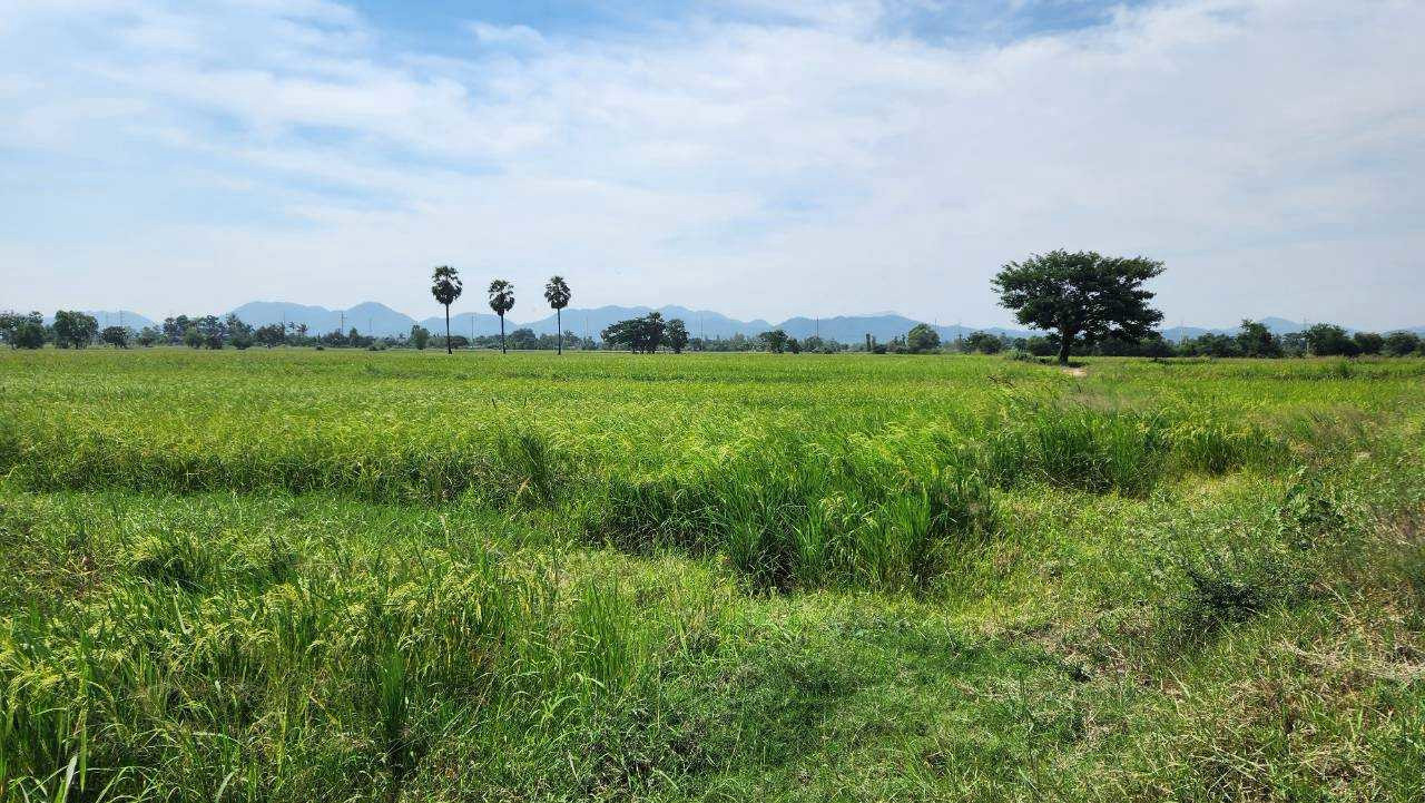 Land for sale, 44 rai 360 sq m, next to Petchkasem Road, km. 143, Khao Yoi, Phetchaburi, width 120 meters, can be sold separately. – รูปที่ 3
