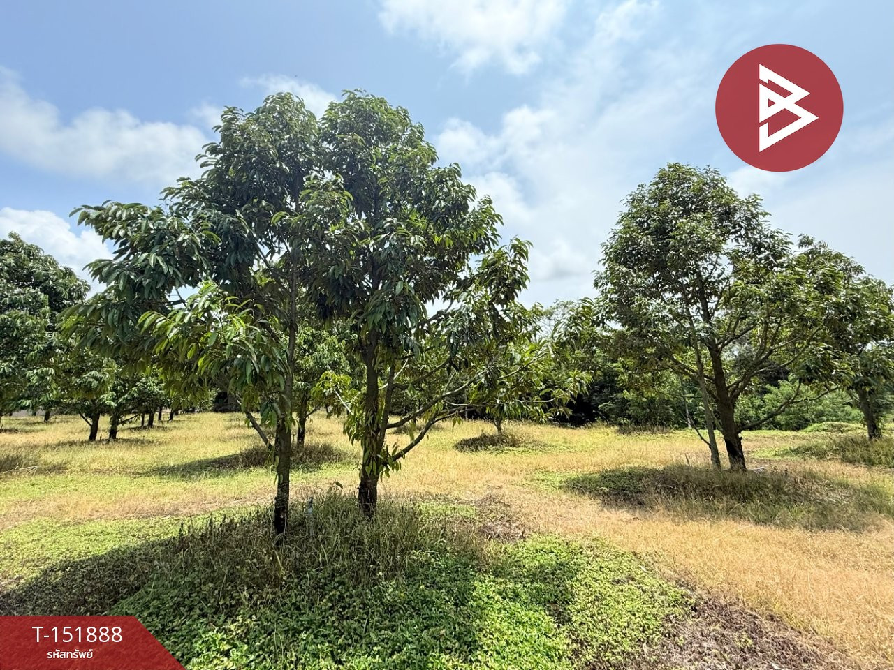 Land for sale with durian orchard, area 5 rai 3 ngan 28.4 square wah, Sanam Chai Subdistrict, Na Yai Am District, Chanthaburi Province. – รูปที่ 3
