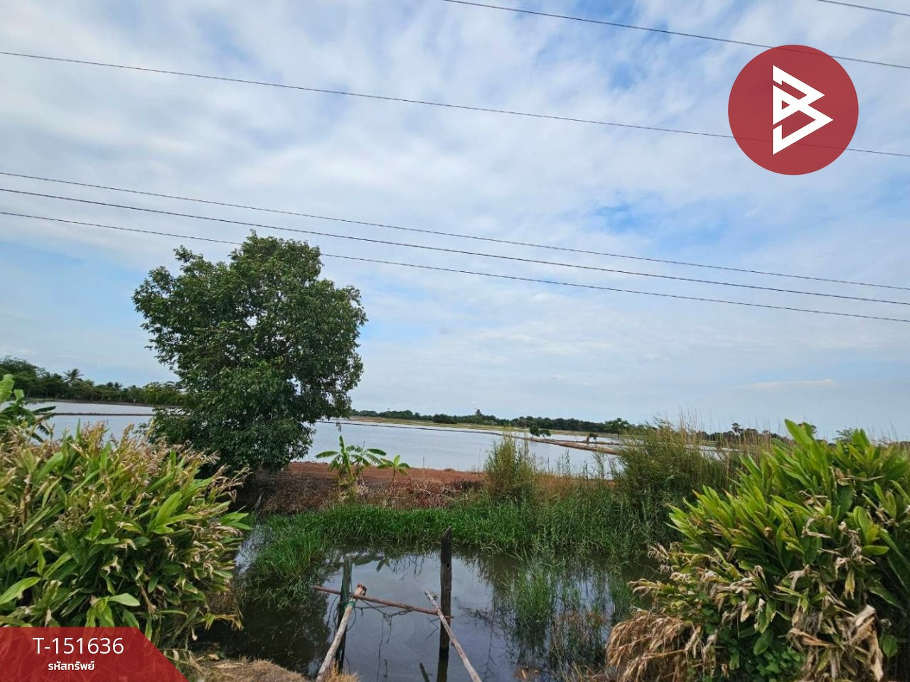 Rice field land for sale, area 24 rai 3 ngan 85 square wah, Bang Khla, Chachoengsao. – รูปที่ 4
