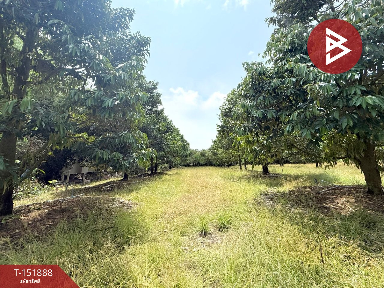 Land for sale with durian orchard, area 5 rai 3 ngan 28.4 square wah, Sanam Chai Subdistrict, Na Yai Am District, Chanthaburi Province. Land for sale with durian orchard, area 5 rai 3 ngan 28.4 square wah, Sanam Chai Subdistrict, Na Yai Am District, Chanthaburi Province.