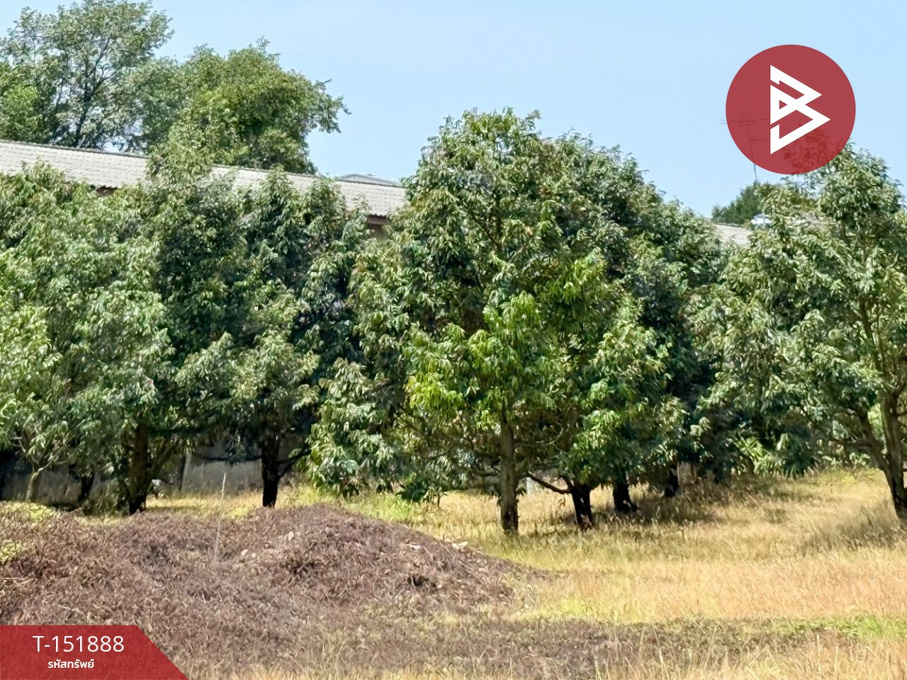 Land for sale with durian orchard, area 5 rai 3 ngan 28.4 square wah, Sanam Chai Subdistrict, Na Yai Am District, Chanthaburi Province. – รูปที่ 2