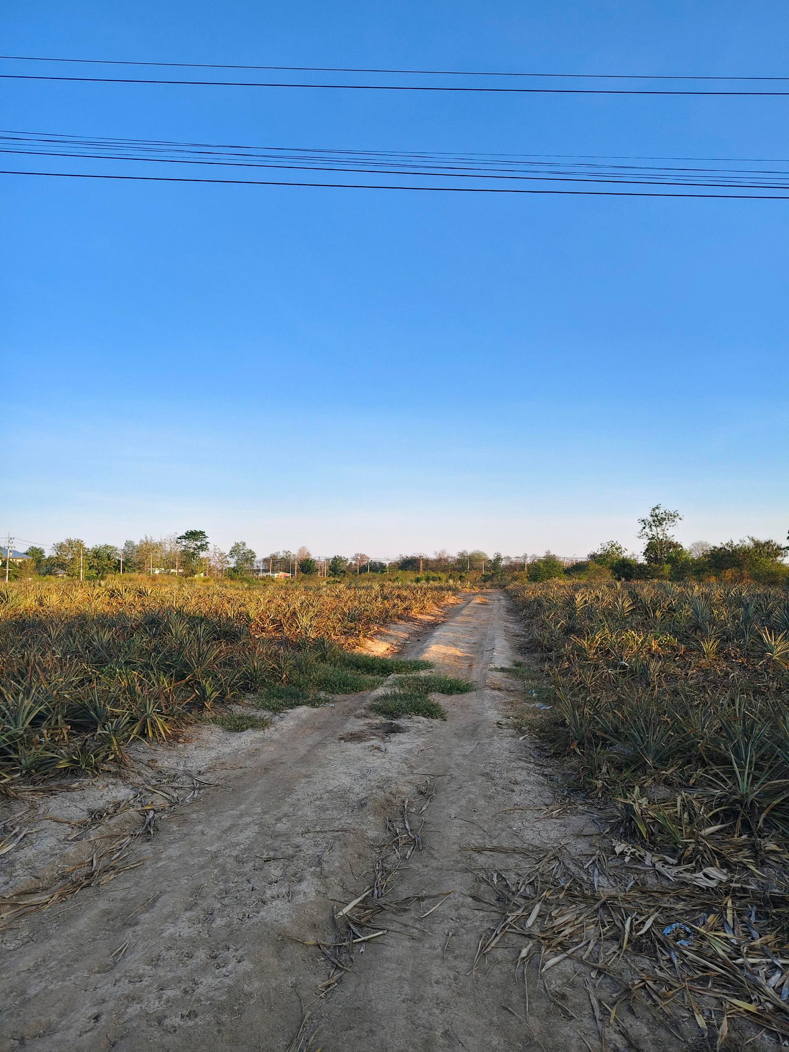 Land for sale in Hua Hin, Hin Lek Fai, cheap price 690,000 baht, size 100 sq m, title deed with one-story house or whole plot, 18.3 million, 5 rai. – รูปที่ 4
