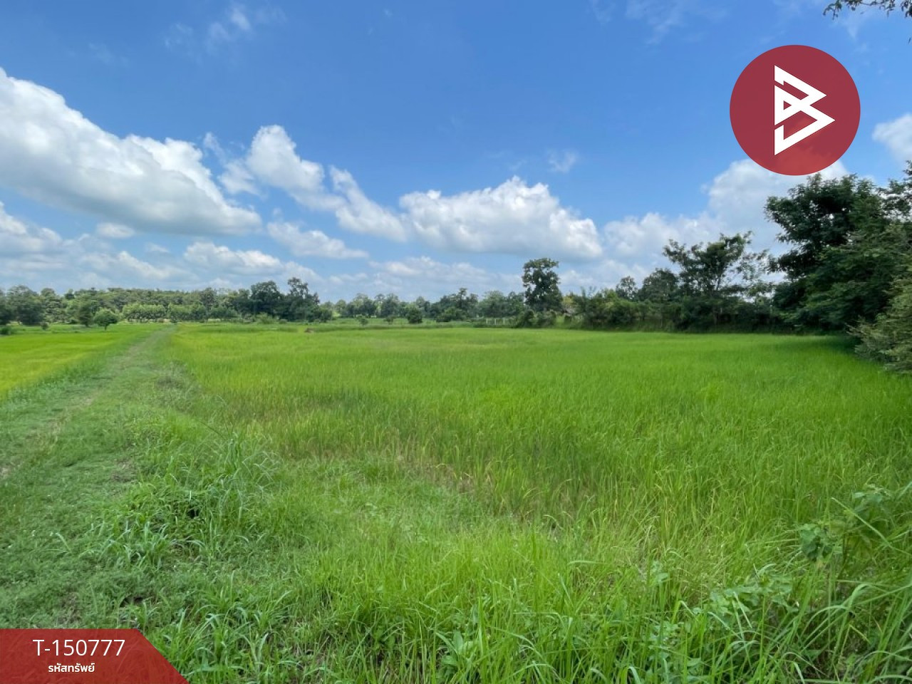 Land for sale, area 5 rai, Mr. M Amnat Charoen – รูปที่ 4